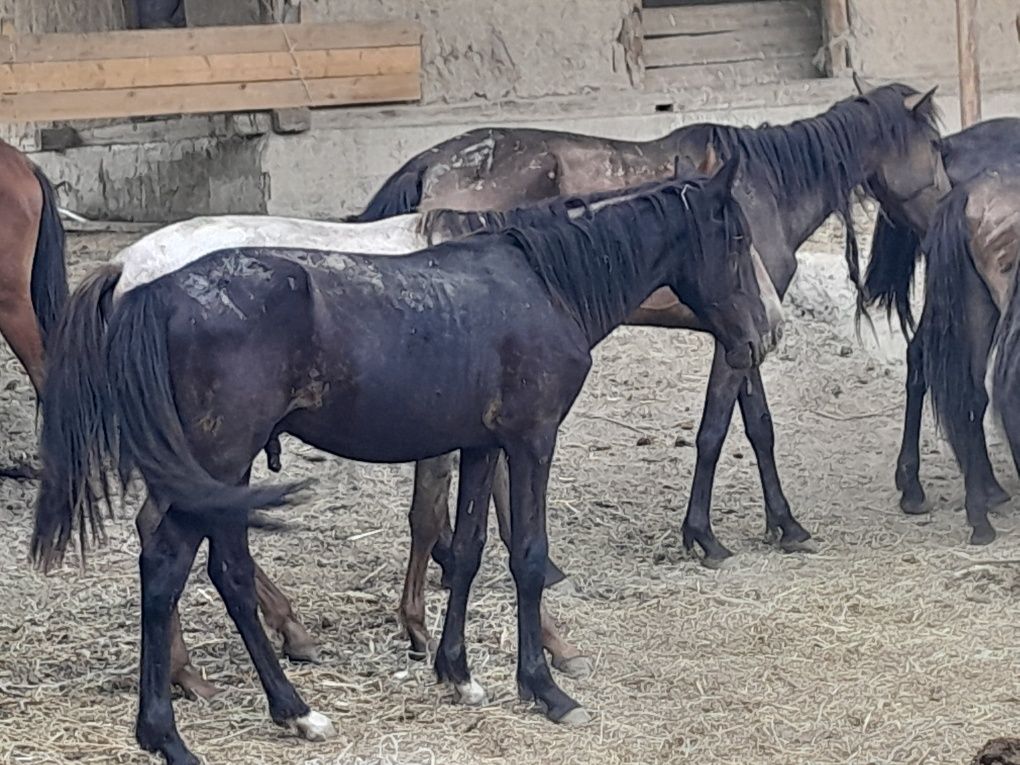 Erkak toylar sotiladi soni 17ta