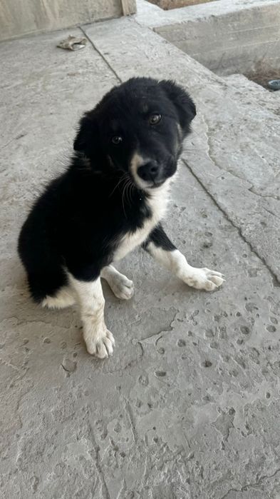 Тегін күшік беріледі