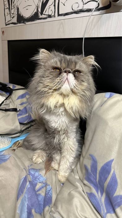 Вязка персидский кот