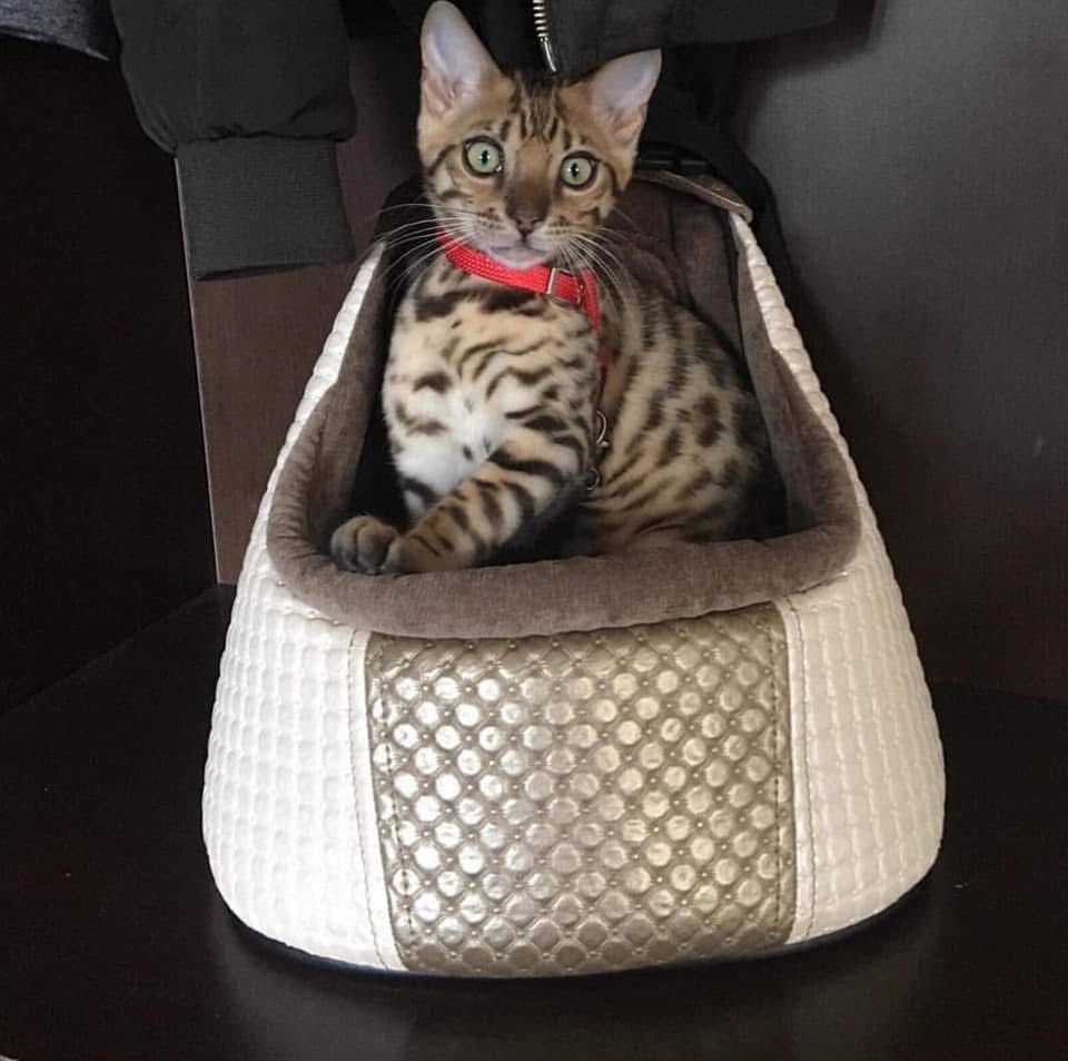 Седалка за куче, чанта за куче и коте Toitert