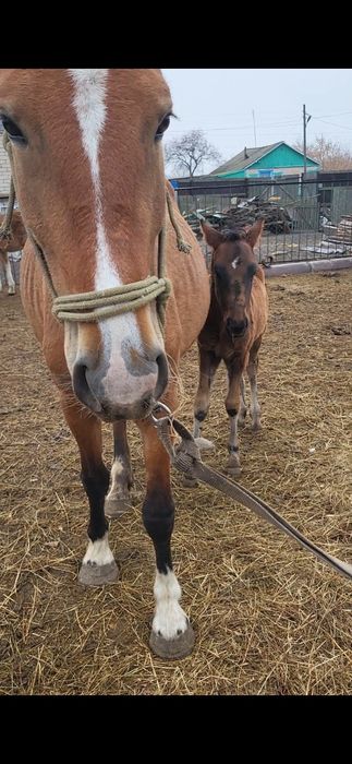 Продам молодую кобылу с жеребёнком.