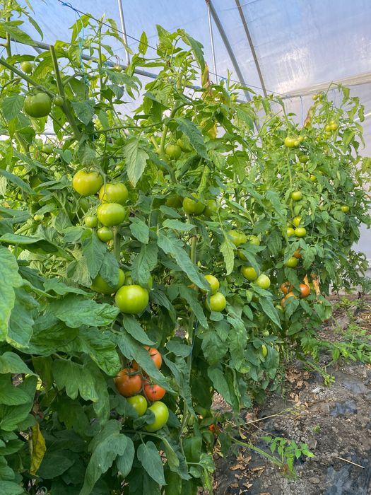 Gogonele pentru murat