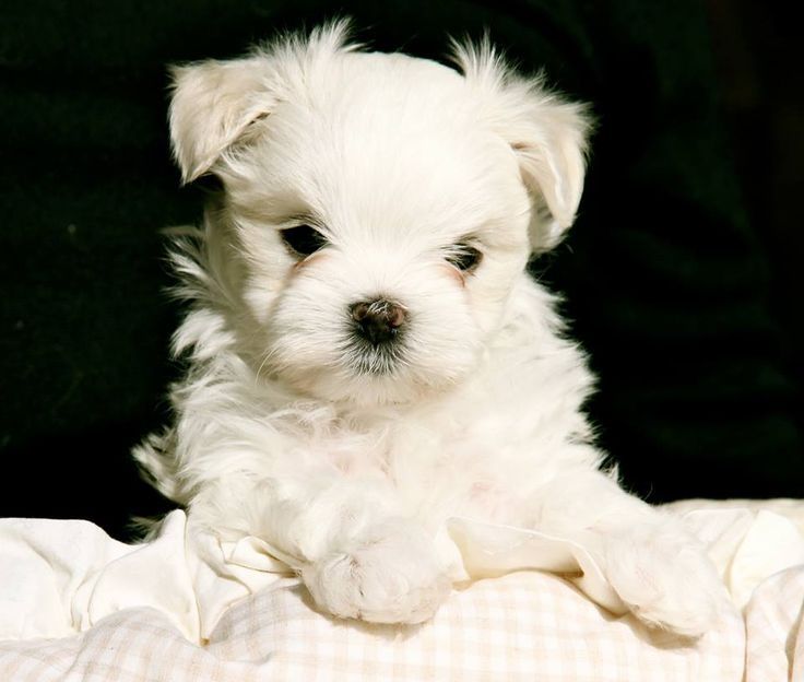 Bichon maltez mini toy