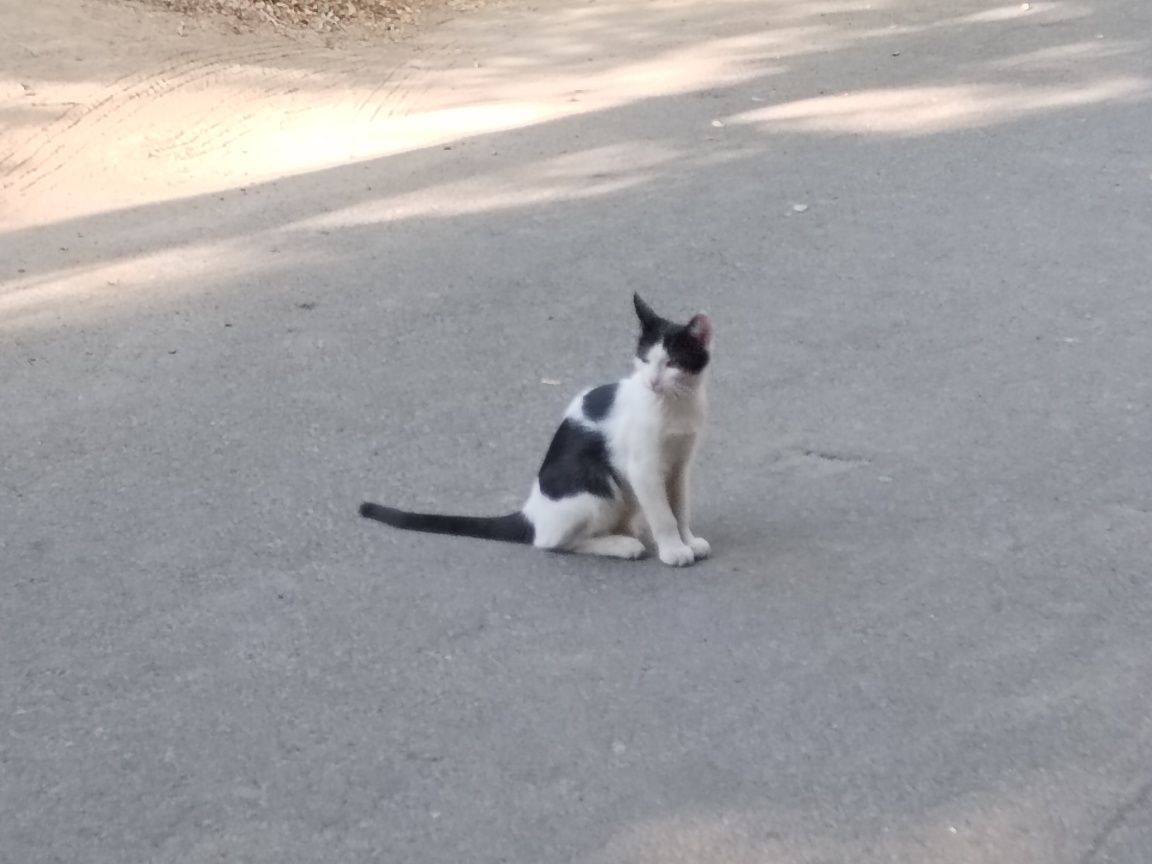 Котенок в добрые руки