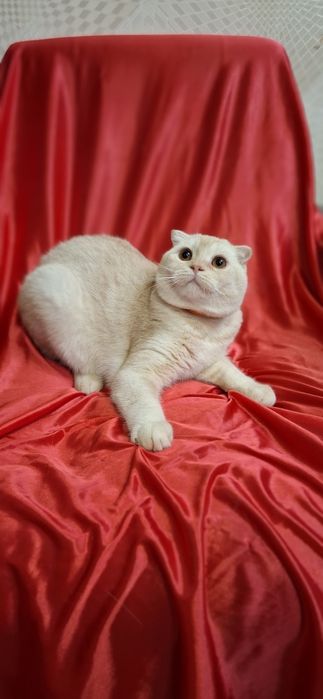 Котята Продаю котенка скоттиш-фолд