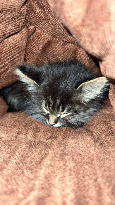 Mushuk / mushukcha beriladi