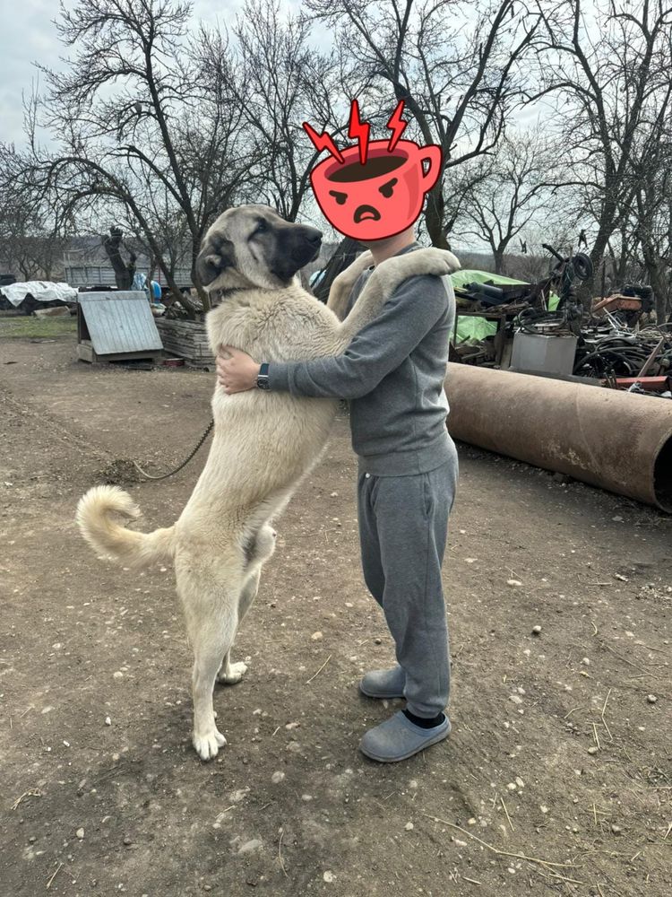 Vand Mascul kangal