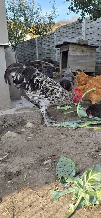 Cocoș Australorp Splash