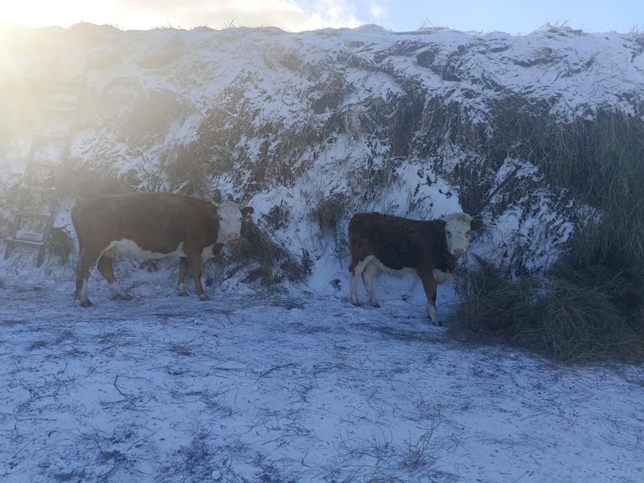 Продам корову с теленком и бычка