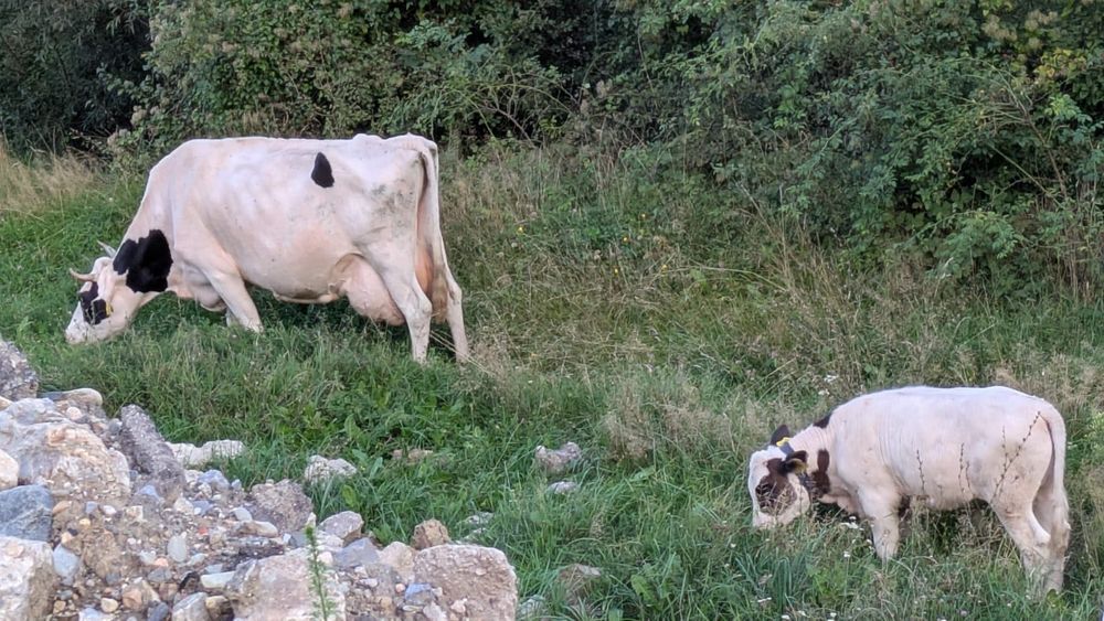 Vând vaca cu vițel, si vaca separat