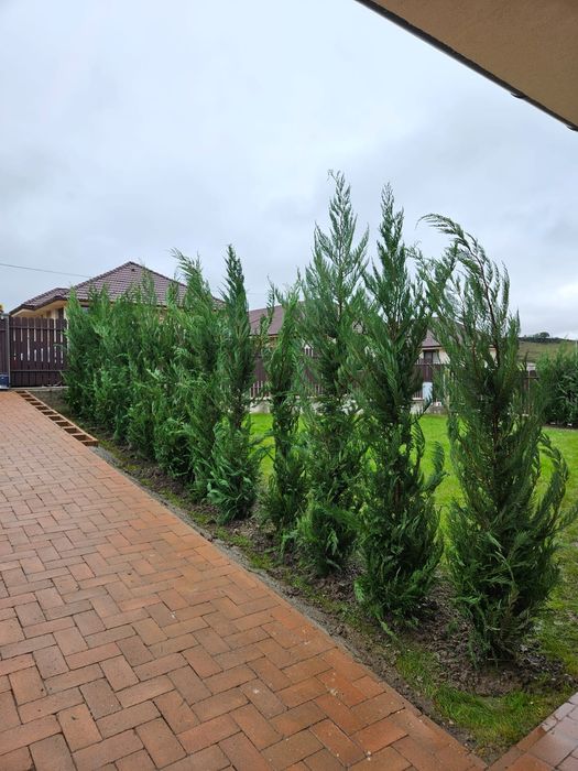 Tuia leylandii super oferta în toata țara