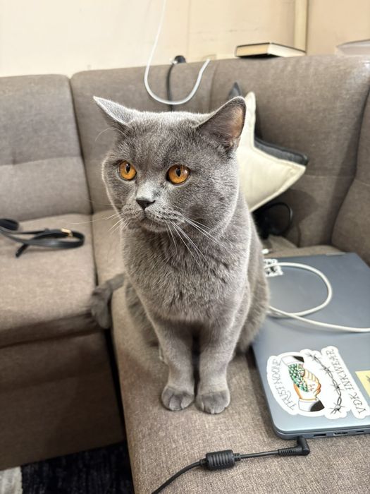 Британска късокосместа