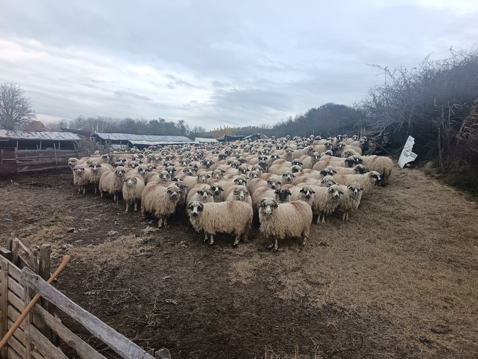 Oi turcane foarte bine grijite