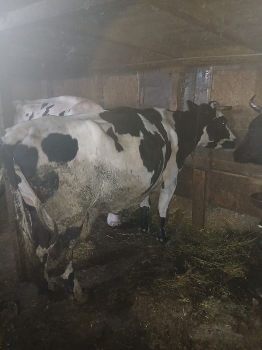 De vanzare 2 vaci bune de lapte