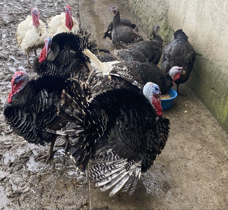 Vand curci si curcani