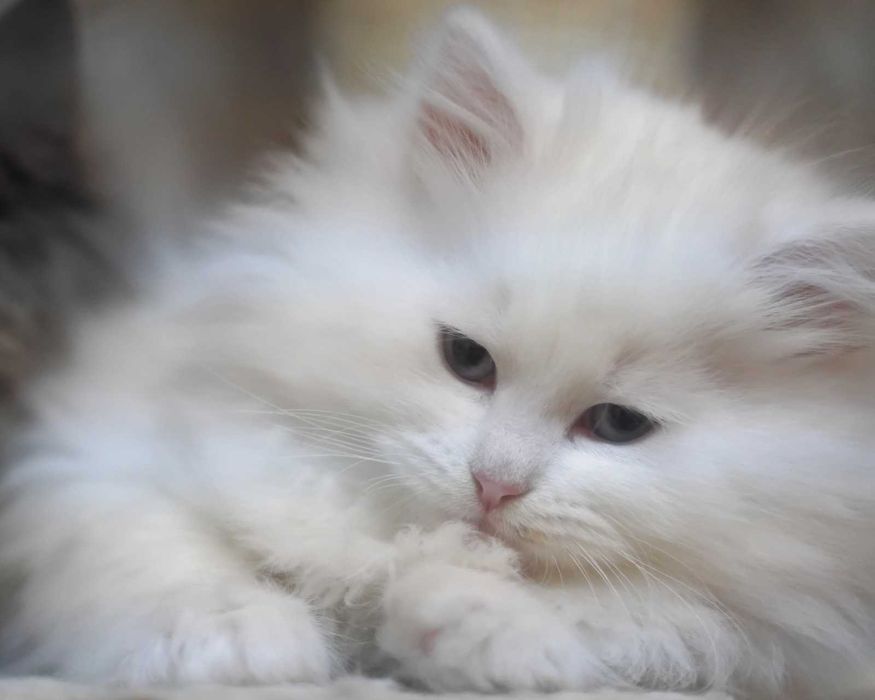 Pui pisica siberiana cu pedigree - Felisa Autorizata