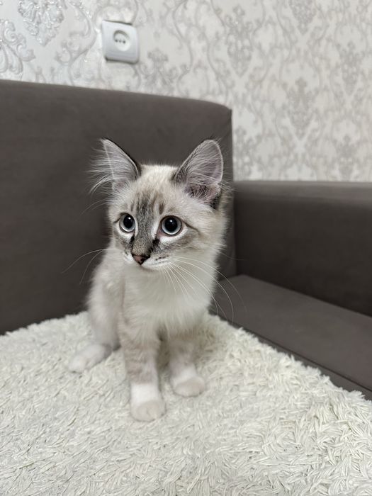 Отдам котенка в хорошие руки