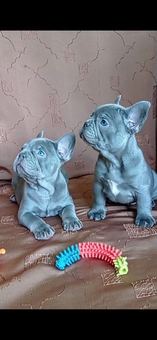 Продам прекрасно выращенных щенков французского бульдога
