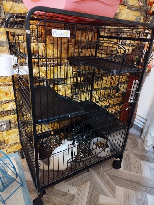 Animale Chinchila foarte cuminte