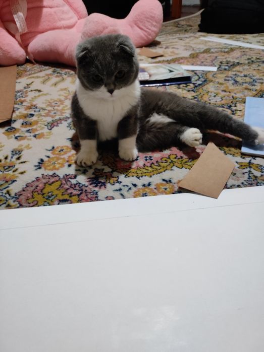 Котенок/ Mushukcha