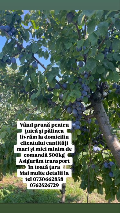 Vand prune pentru tuica