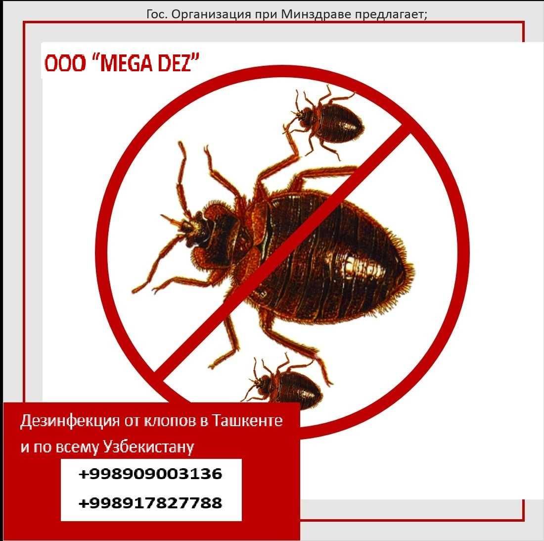 OOO “MEGA DEZ” быстро избавит Вас от всех грызунов и насекомых!!!