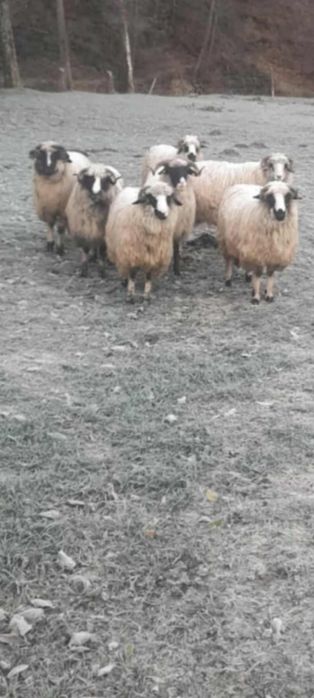 Oi și Berbec de vanzare