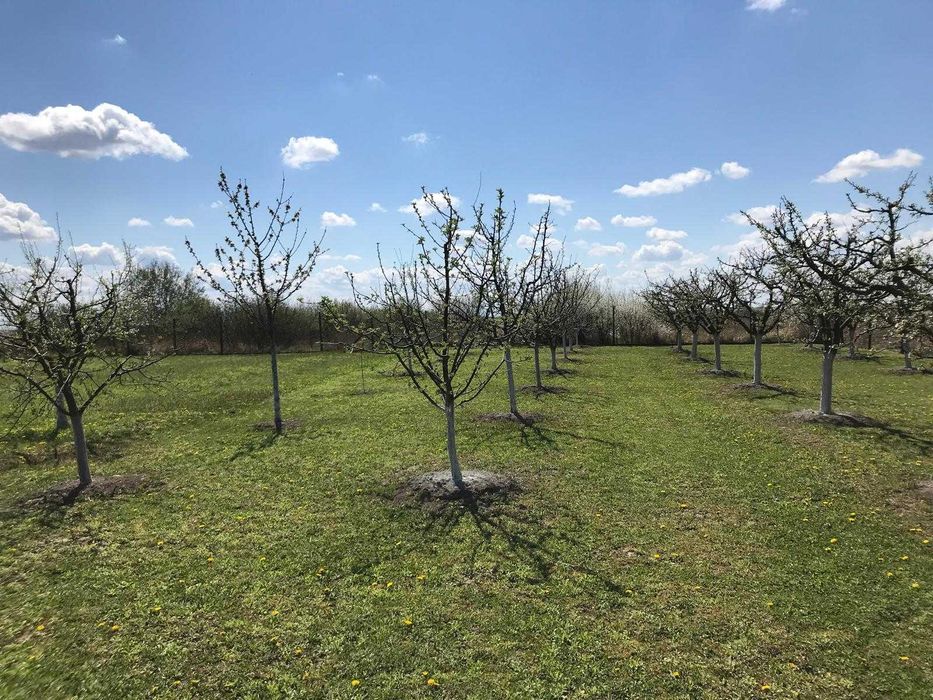 Teren 3000 mp cu pomi fructiferi