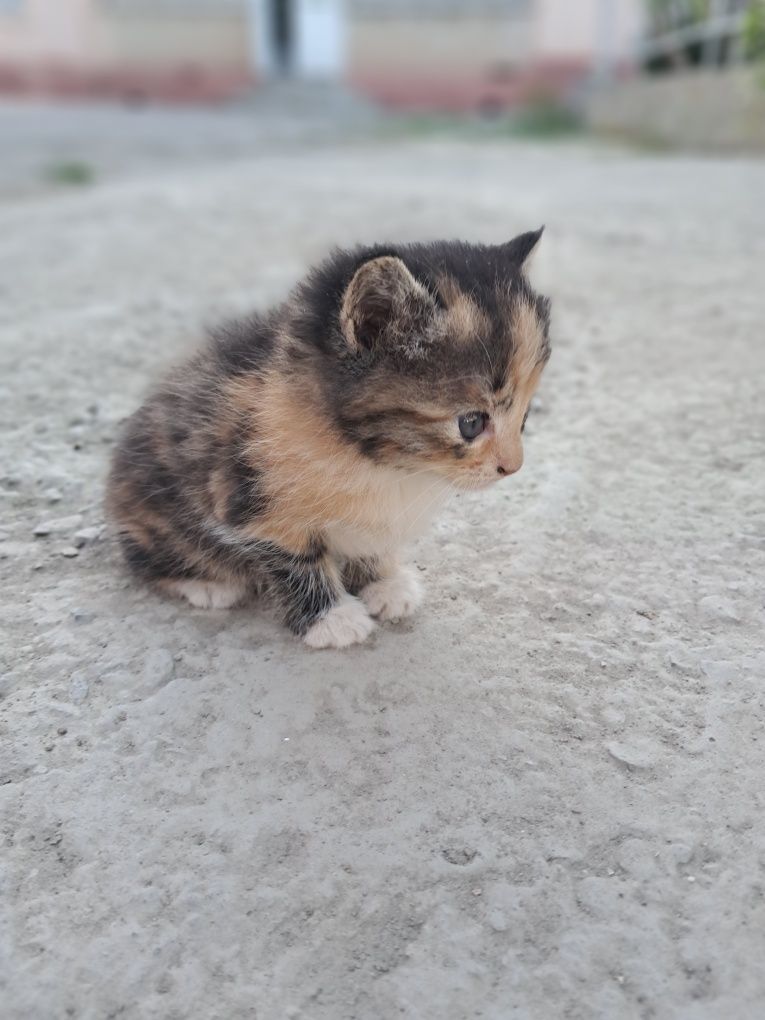 котенок 3 хорошие мыыылие
