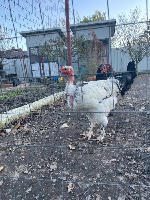 cocoș tânăr golaș