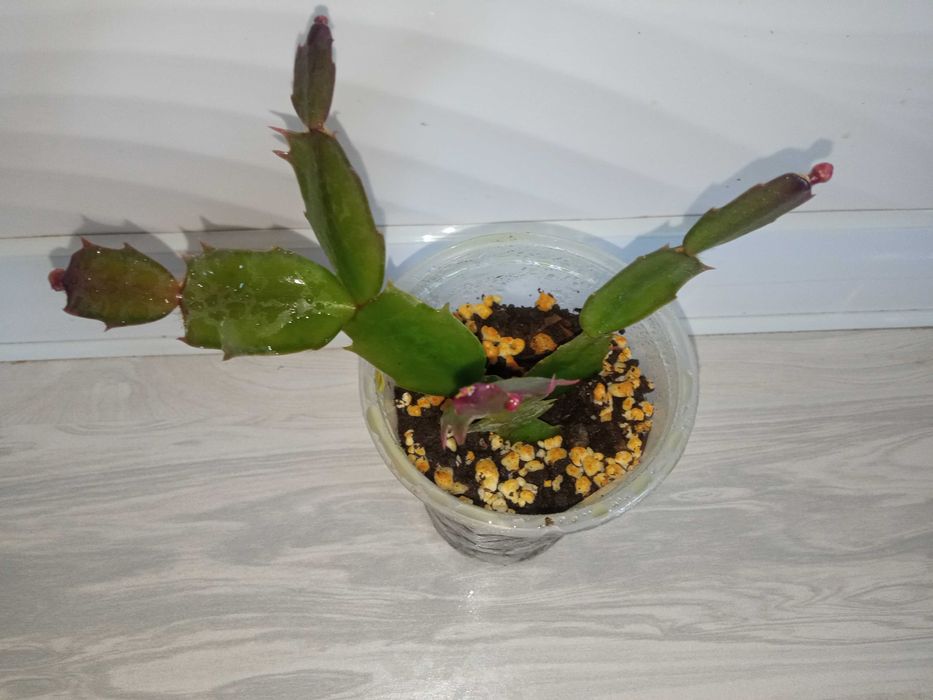 Shluberger (dekabrist)