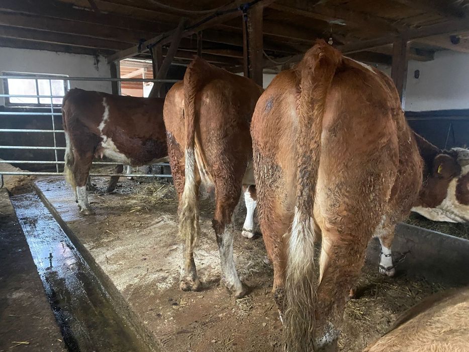 Vând juninci gestante