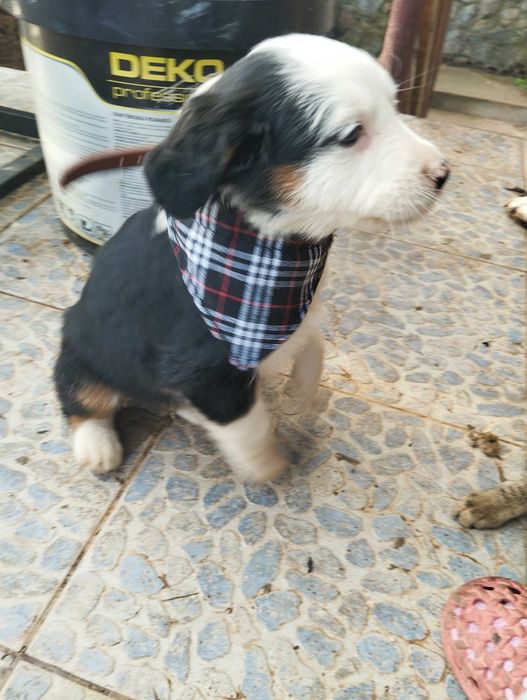 Подарявам най-сладките кученца