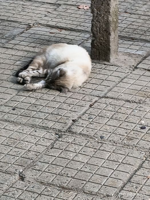 Подарявам малки и големи котета