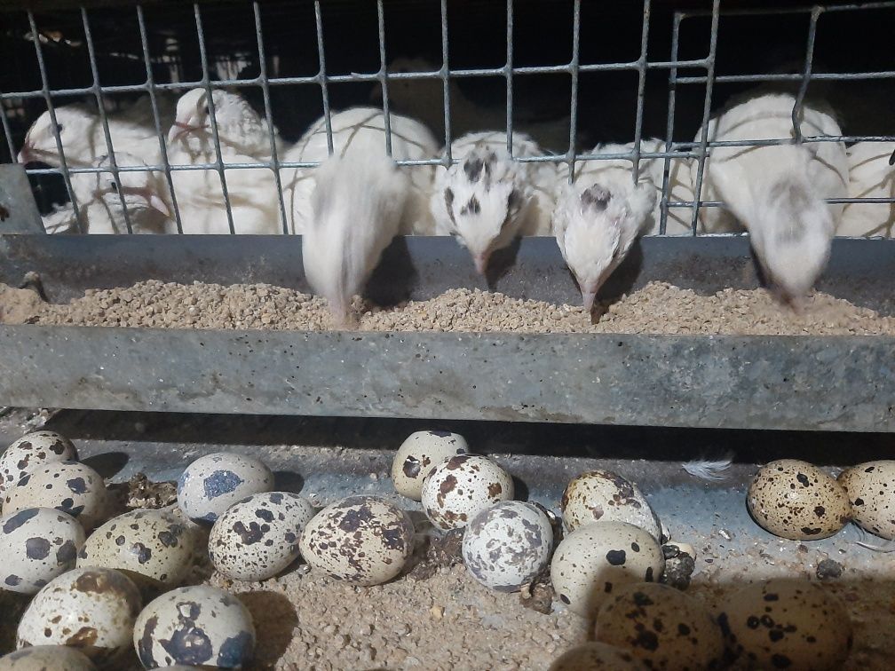 Яйца перепела инкубационные 30 тг..свежие манжур и техас цена указана