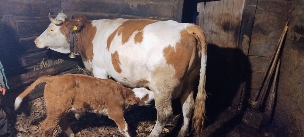 Vând vacă cu vițel