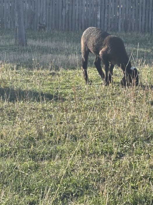 Vând oaie casabasa cu berbecut
