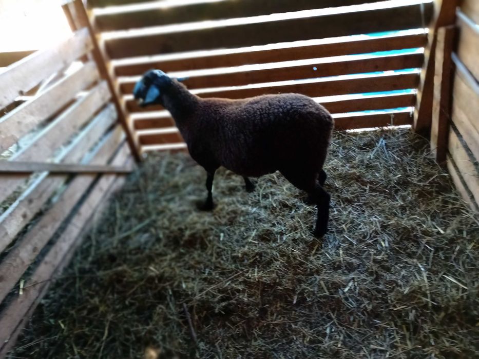 Berbecut carabas sarbesc cu dorper