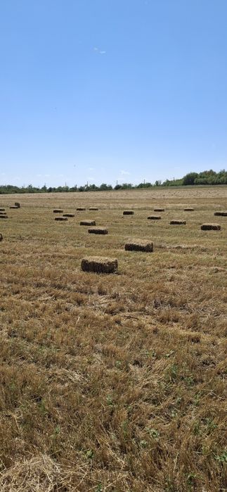 Vând baloti paie