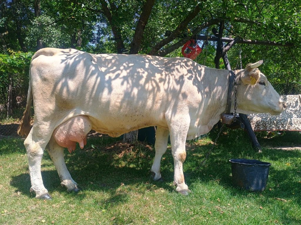 Vând o vacă de 6 ani cu 15  litri de lapte pel zi