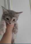 Котик на добрые рукий