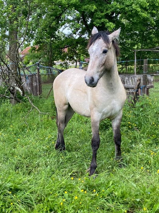 Vând mânz friesian