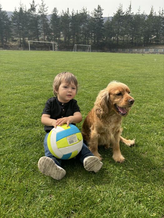 Кокер шпаньол малки кученца