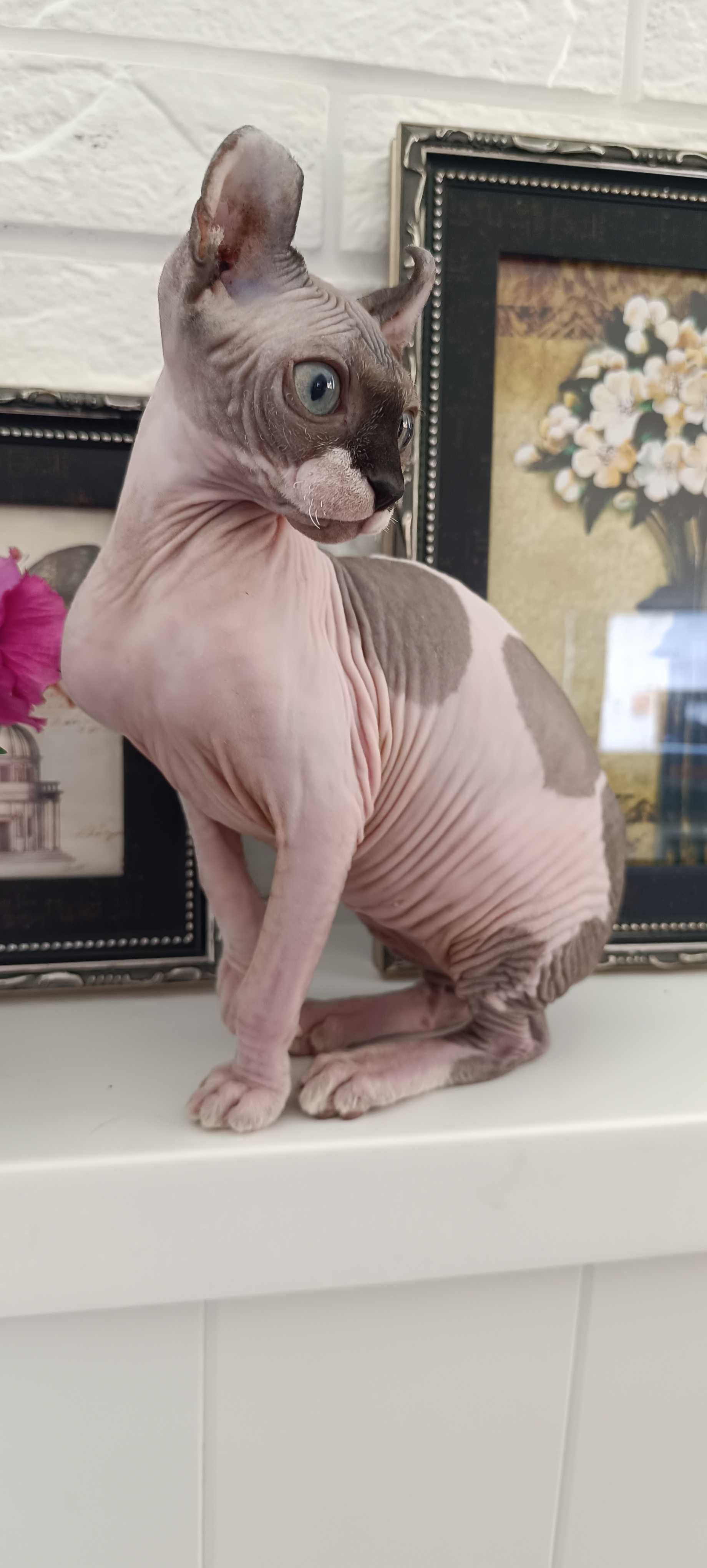 Бронь на котят сфинкс Эльф
