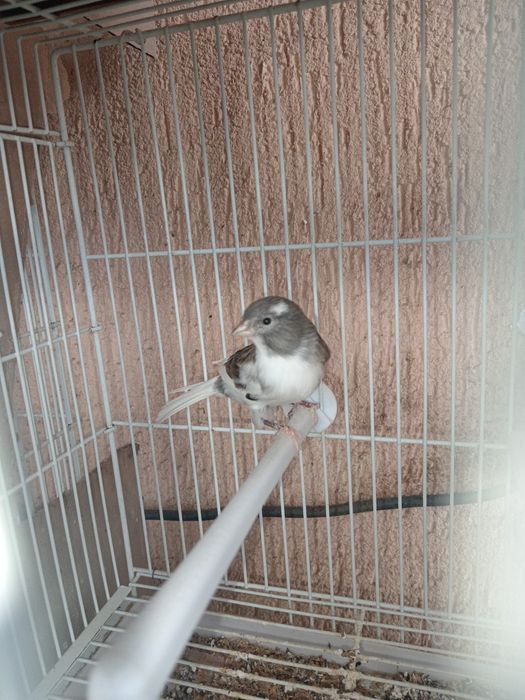 Canari timbrado clasic original continu