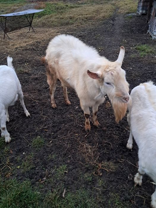 Vând un tap de 2 ani jumate. Sannen