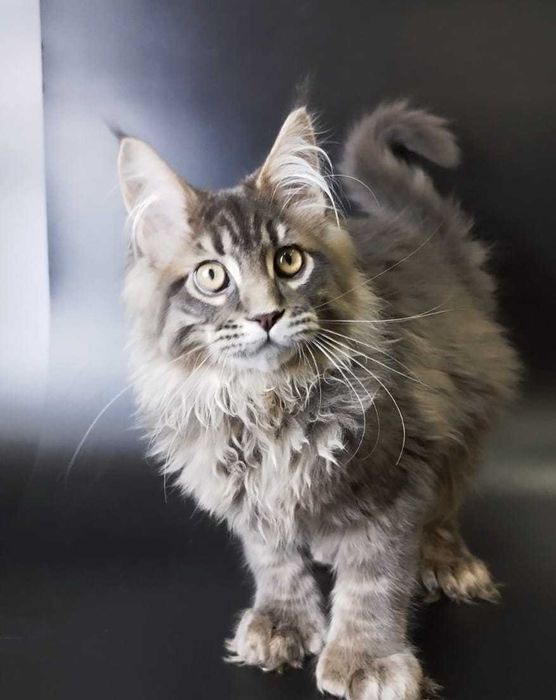 Котята гиганты Мейнкуны и Полидакты с документами, разных расцветок.