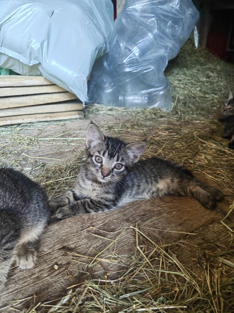 Ofer spre adopție 5 puiuți de pisica jucăuși