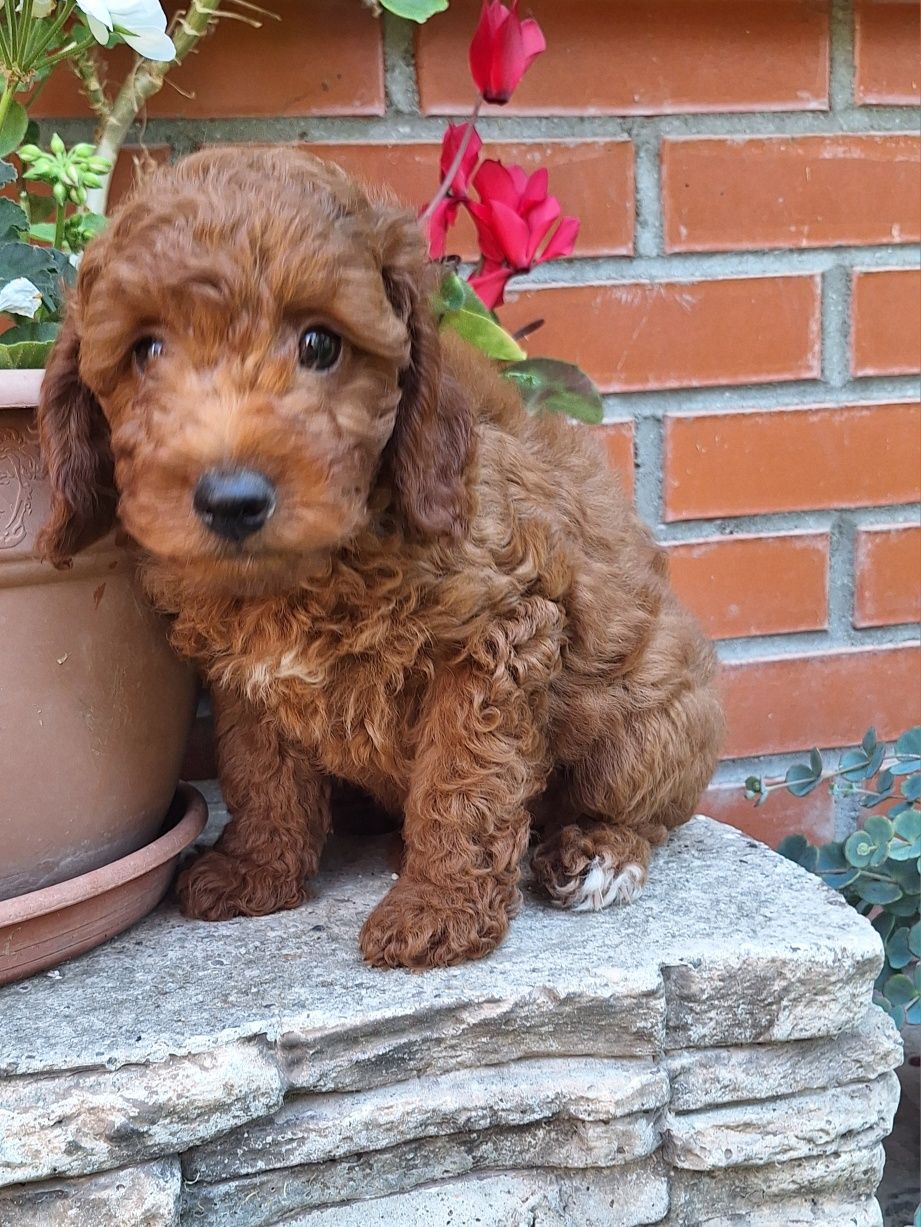 Pudel/caniche pitic