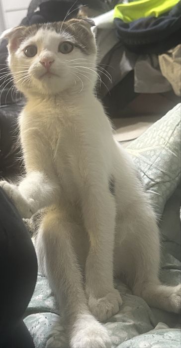 Отдам даром котенка вислоухий